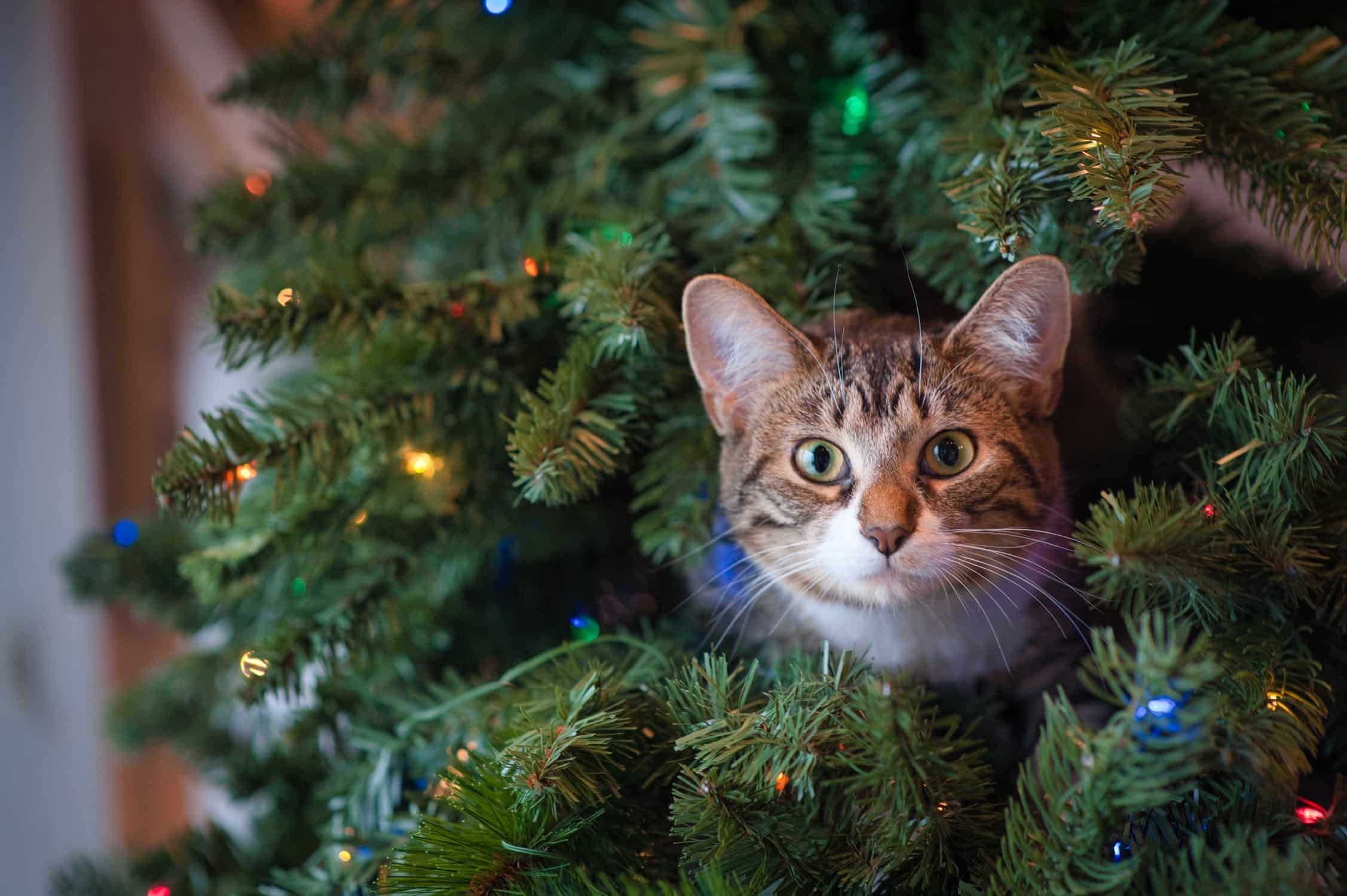 cette décoration de noël, très souvent présente sur nos sapins, est hautement toxique pour les chats