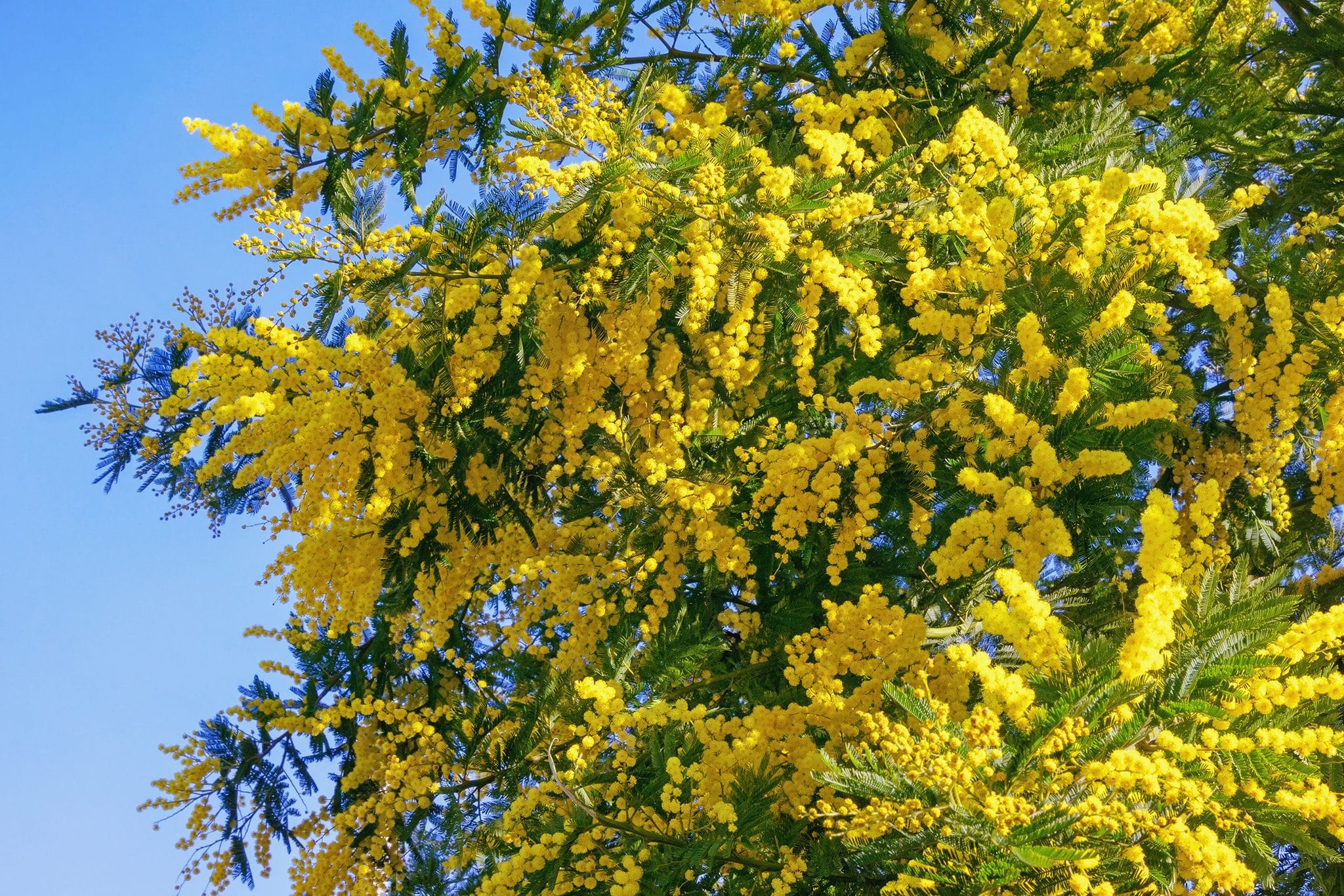 comment bouturer un mimosa