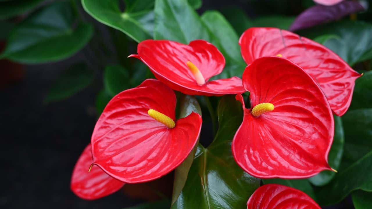 comment entretenir un anthurium