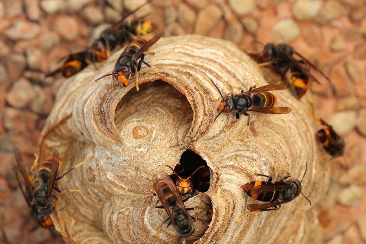frelon asiatique À 67 ans, il invente un piège révolutionnaire primée au concours lépine