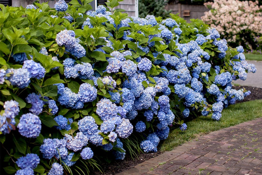hortensia