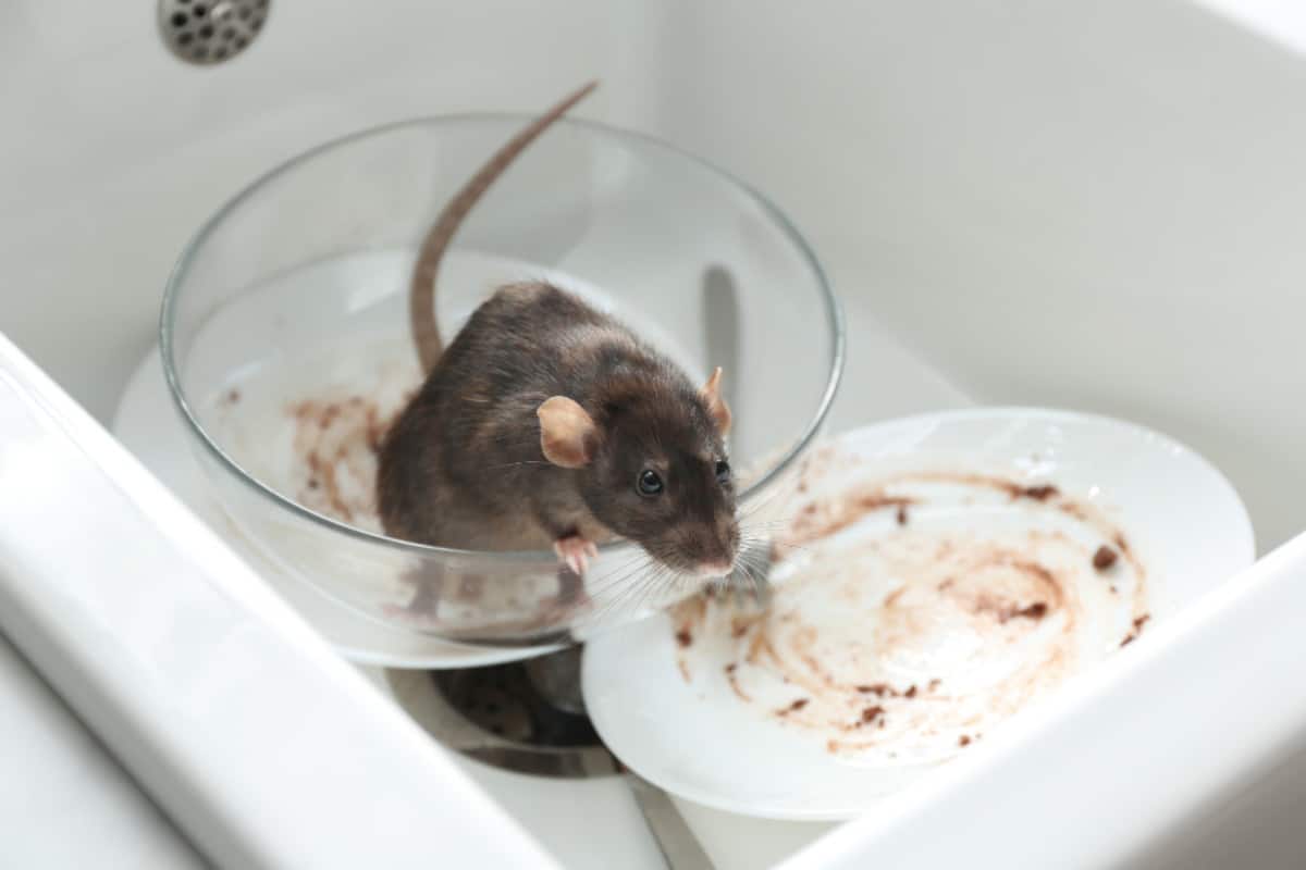 invasion de rats 6 raisons insoupçonnées qui les attirent dans la maison et ce n’est pas la nourriture