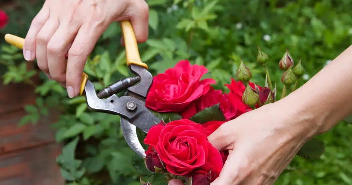 quand tailler les rosiers