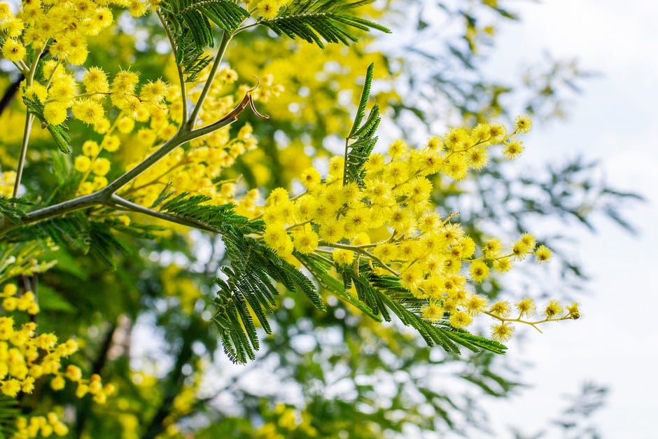 bouturer un mimosa