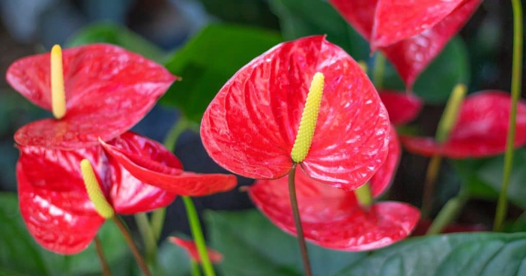 entretenir un anthurium