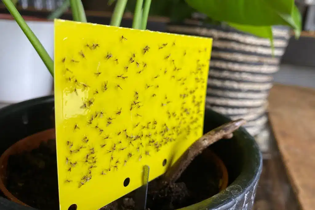 piège efficace contre les moucherons dans la maison