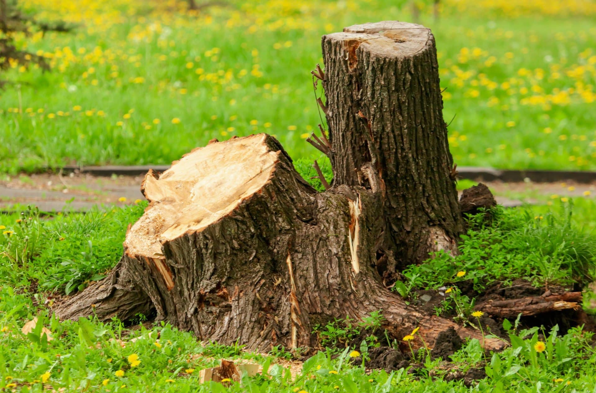 comment faire crever un arbre gênant