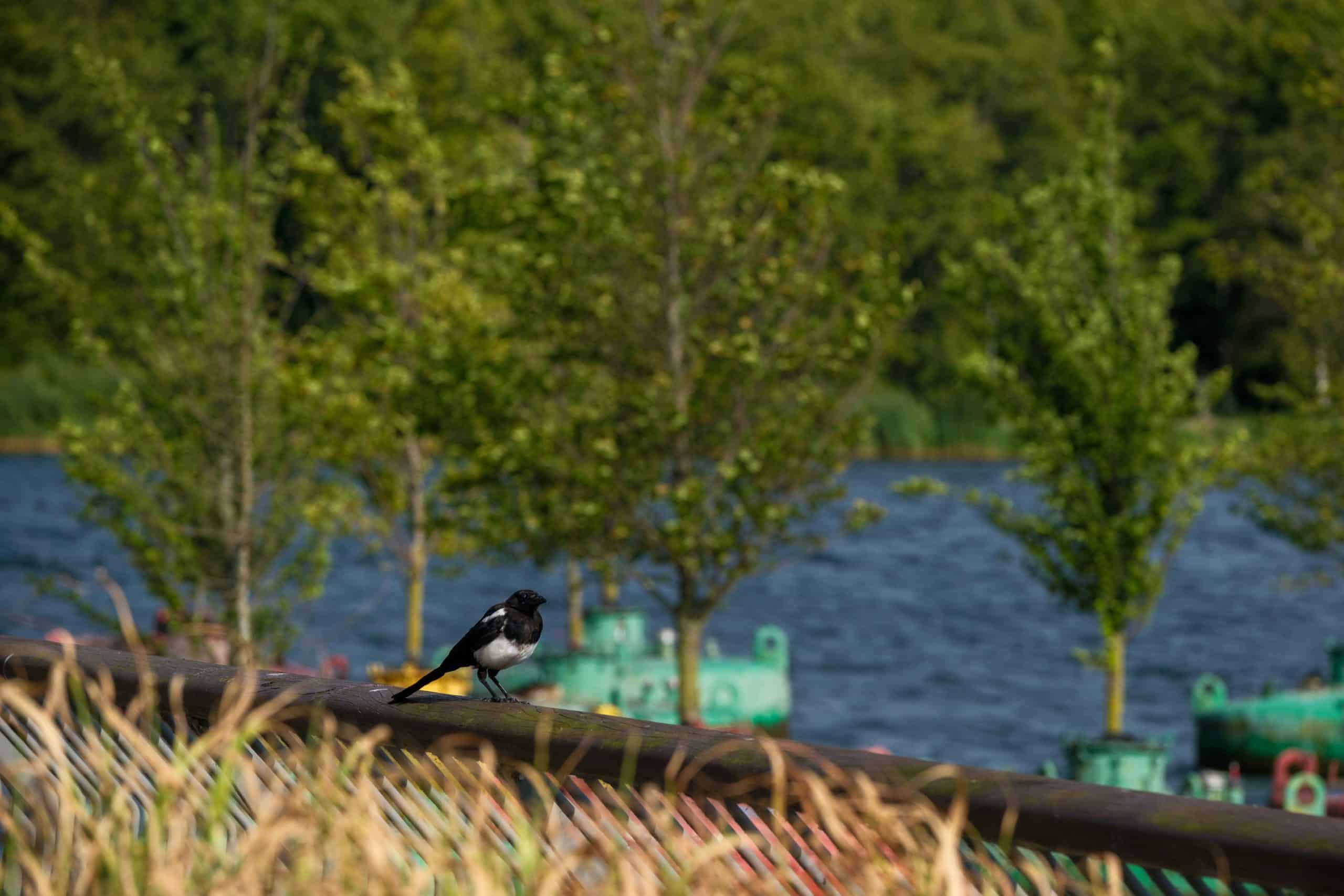 le rôle de la numérisation dans la protection de l'environnement