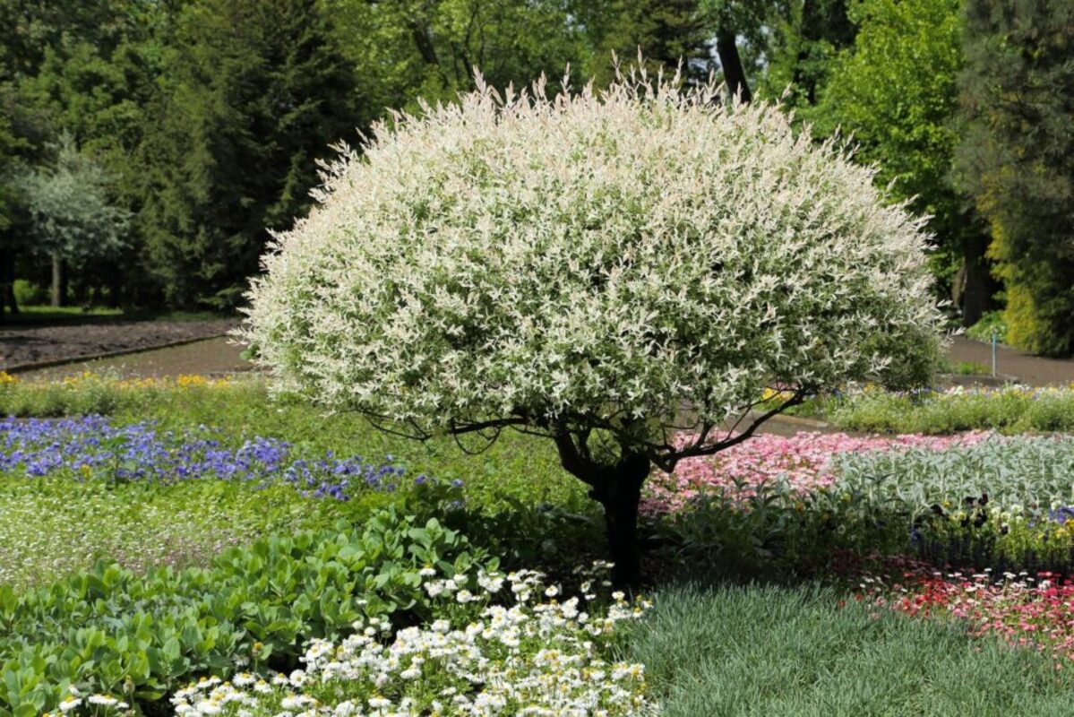 quand tailler le saule crevette sur tige