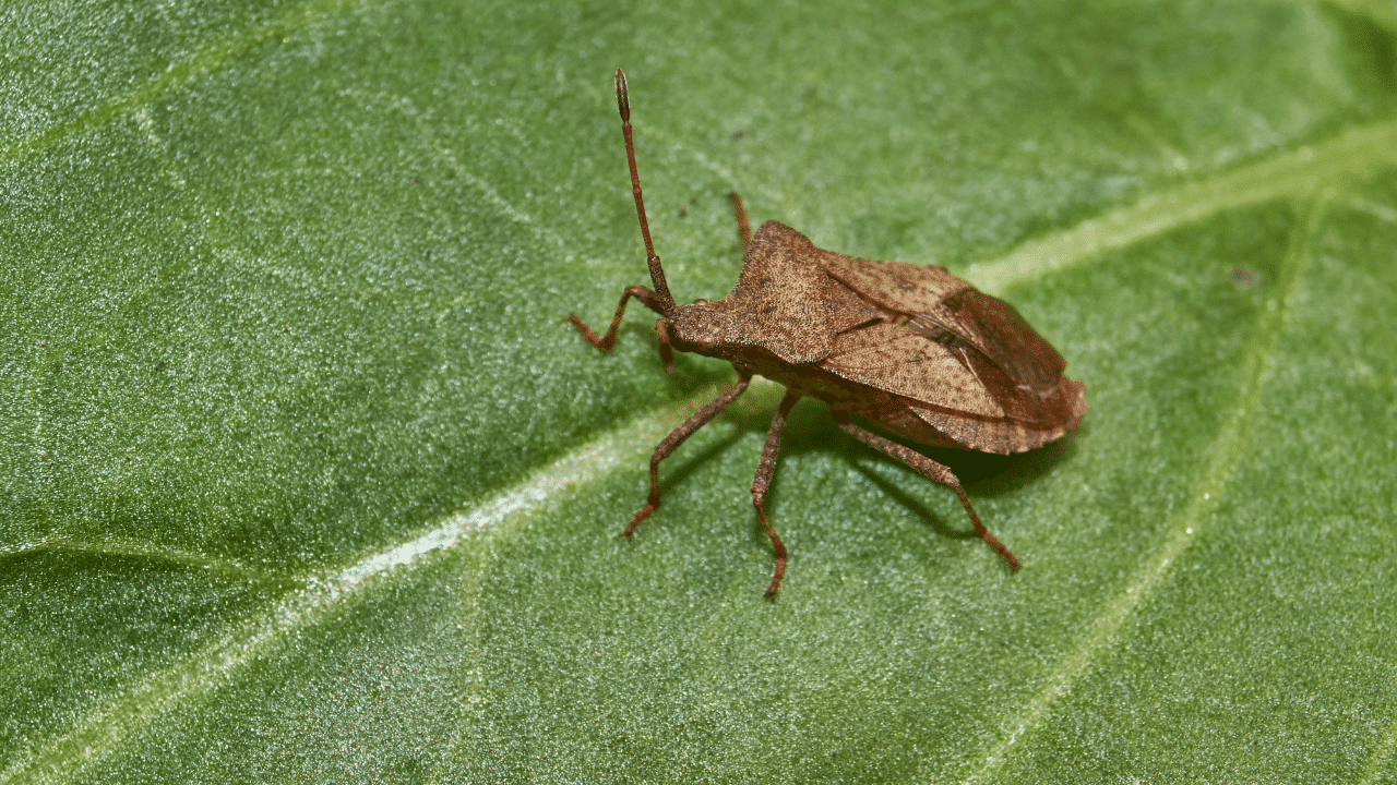 quelle est la signification d’une punaise marron dans la maison
