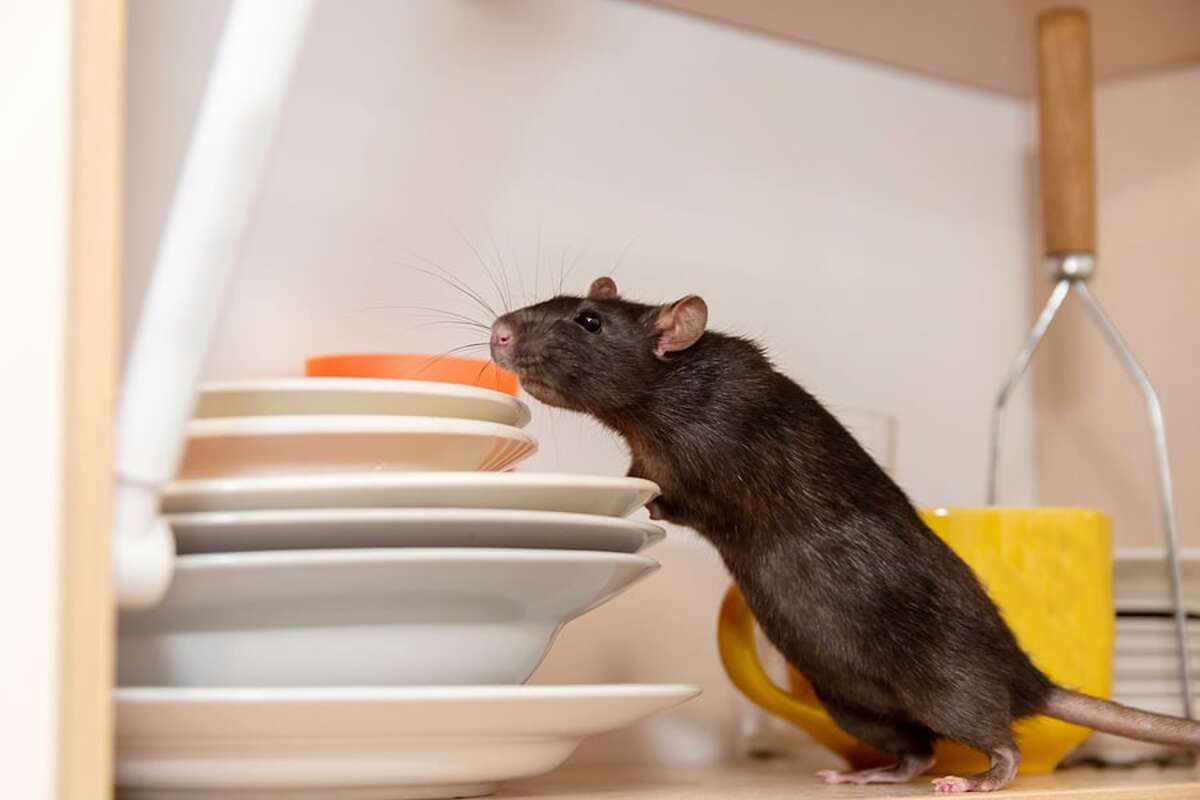 rats et souris cette simple feuille est l’astuce ultime (et économique) pour les faire fuir pour toujours