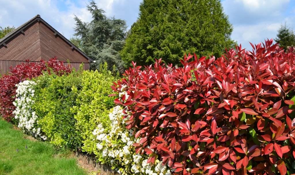 planter une haie de photinia