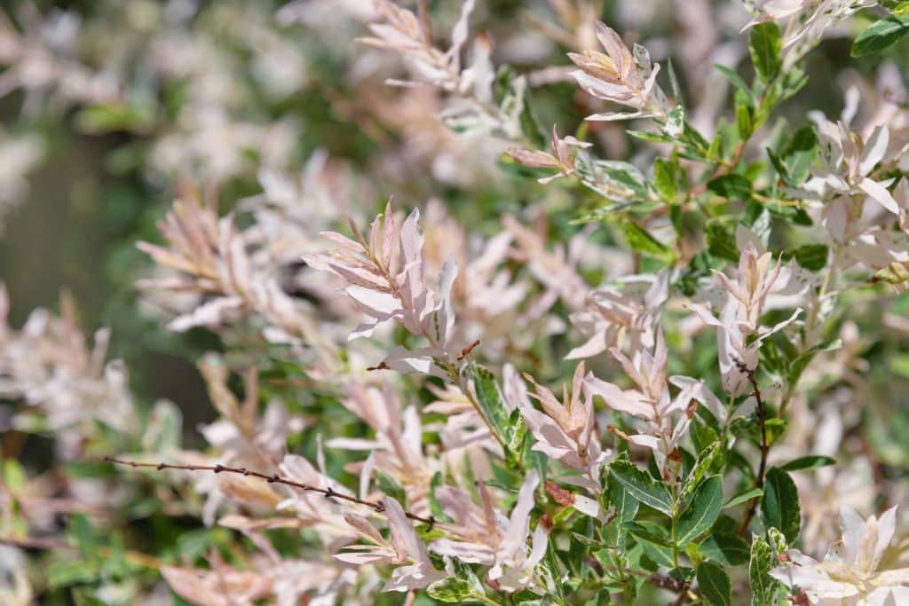 tailler le saule crevette sur tige