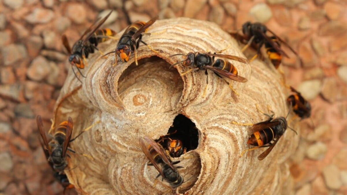 Frelon asiatique : les spécialistes du piégeage lancent une alerte après plusieurs découvertes de nids enterrés