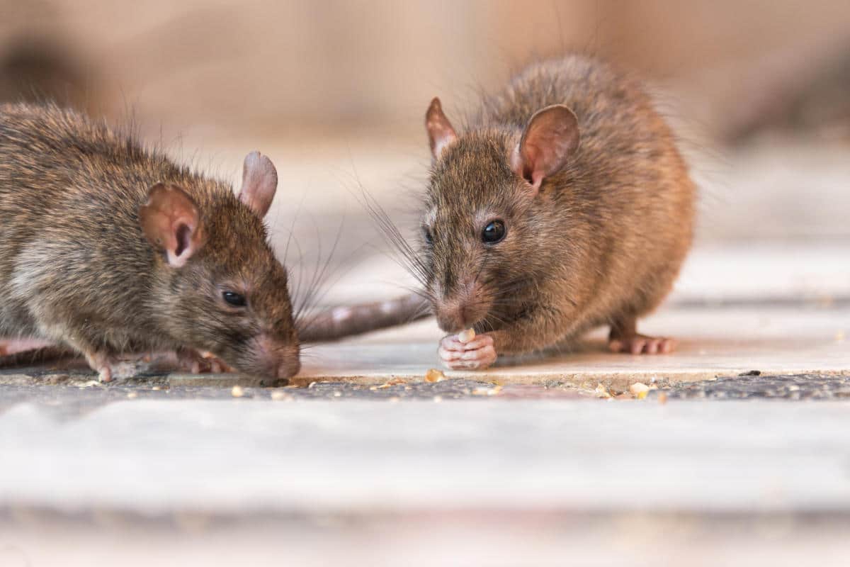 insolite, des rats accros à la drogue envahissent le siège de la police de cette ville et créent le chaos