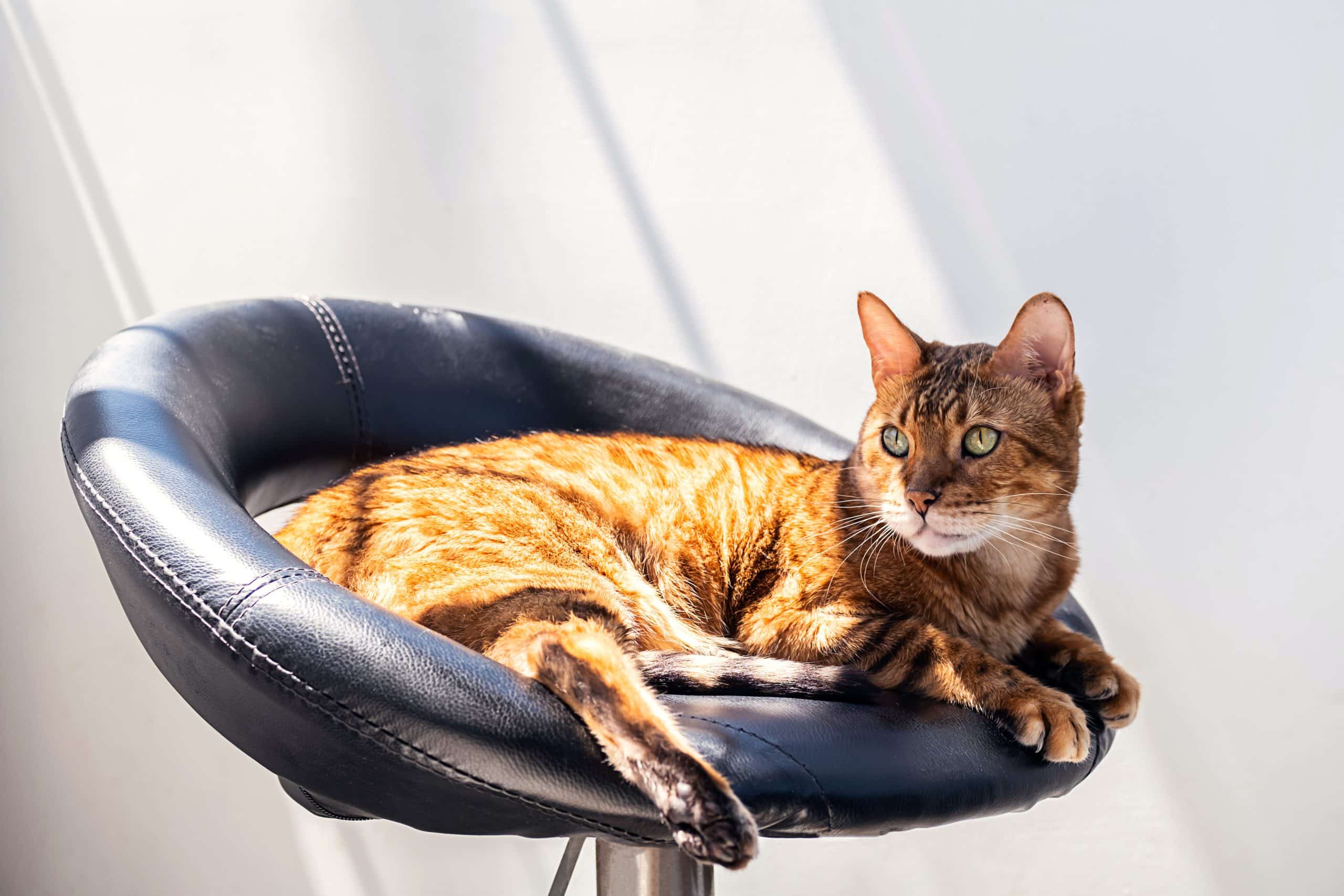 Les chats domestiques bientôt interdits, voici tout ce que l’on sait sur cette mesure choc