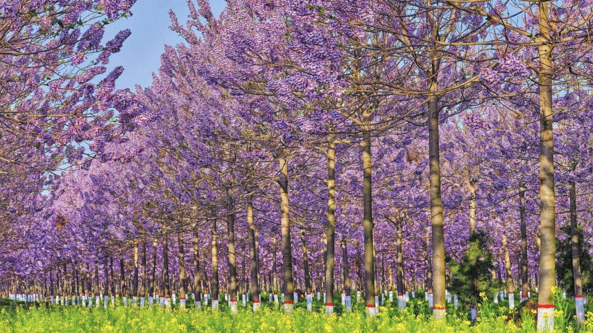 les inconvénients de l’arbre « magique » paulownia que l’on oublie trop souvent de mentionner
