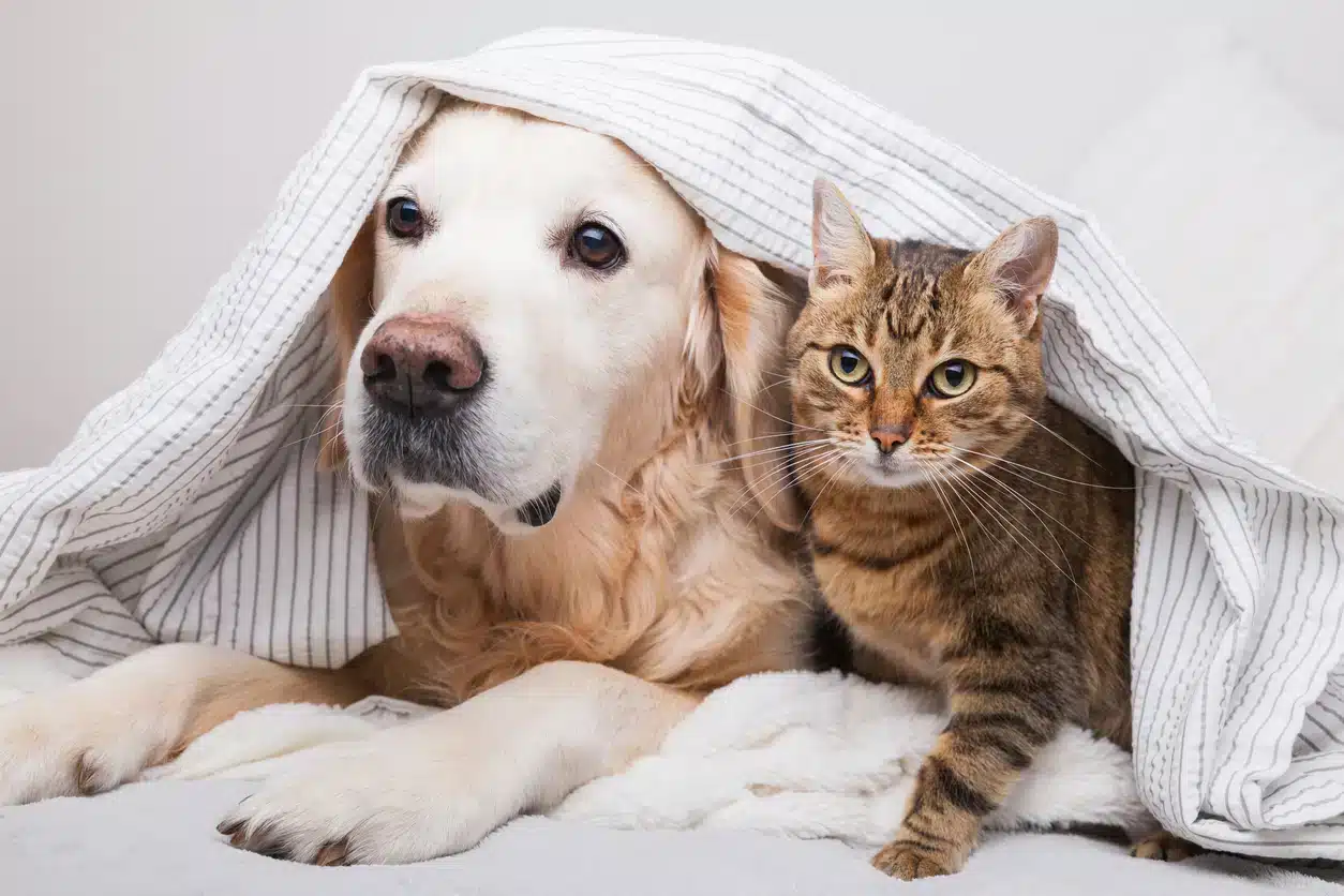 nouvelle taxe 2025 sur les animaux de compagnie, 100€ pour un chien et 80€ pour un chat