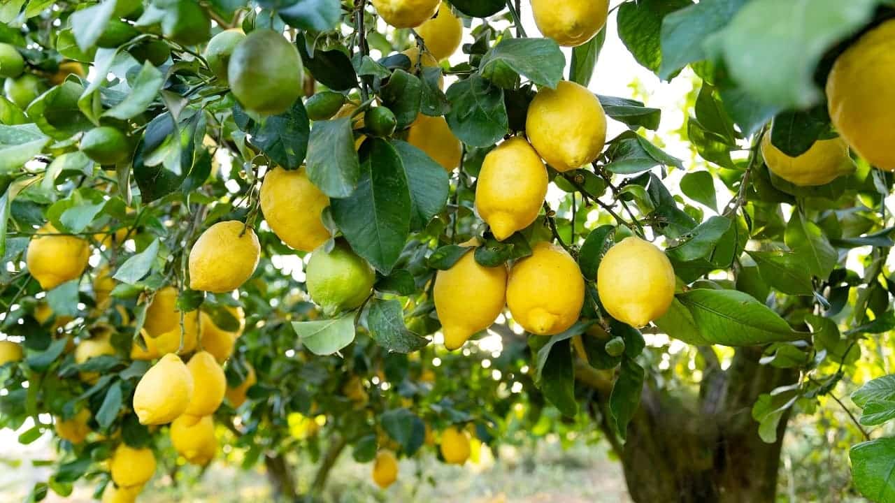 citronnier cette erreur peut ruiner votre récolte, voici le geste indispensable à faire avant avril