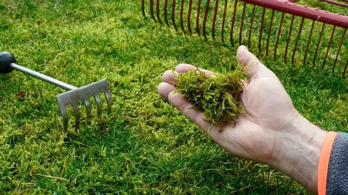 comment se débarrasser naturellement de la mousse dans le gazon ou la pelouse
