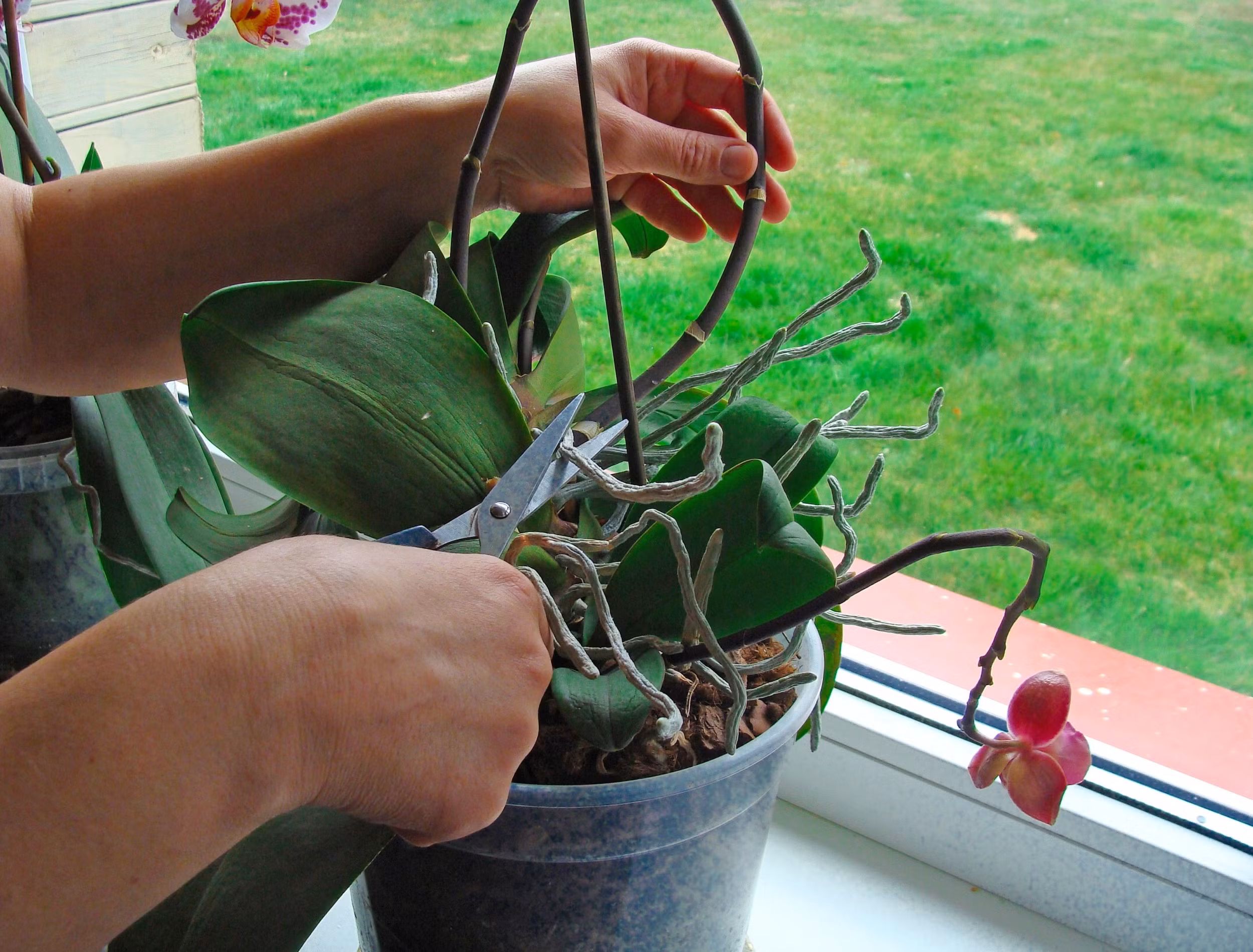 comment tailler les orchidées 6 conseils pour une taille impeccable