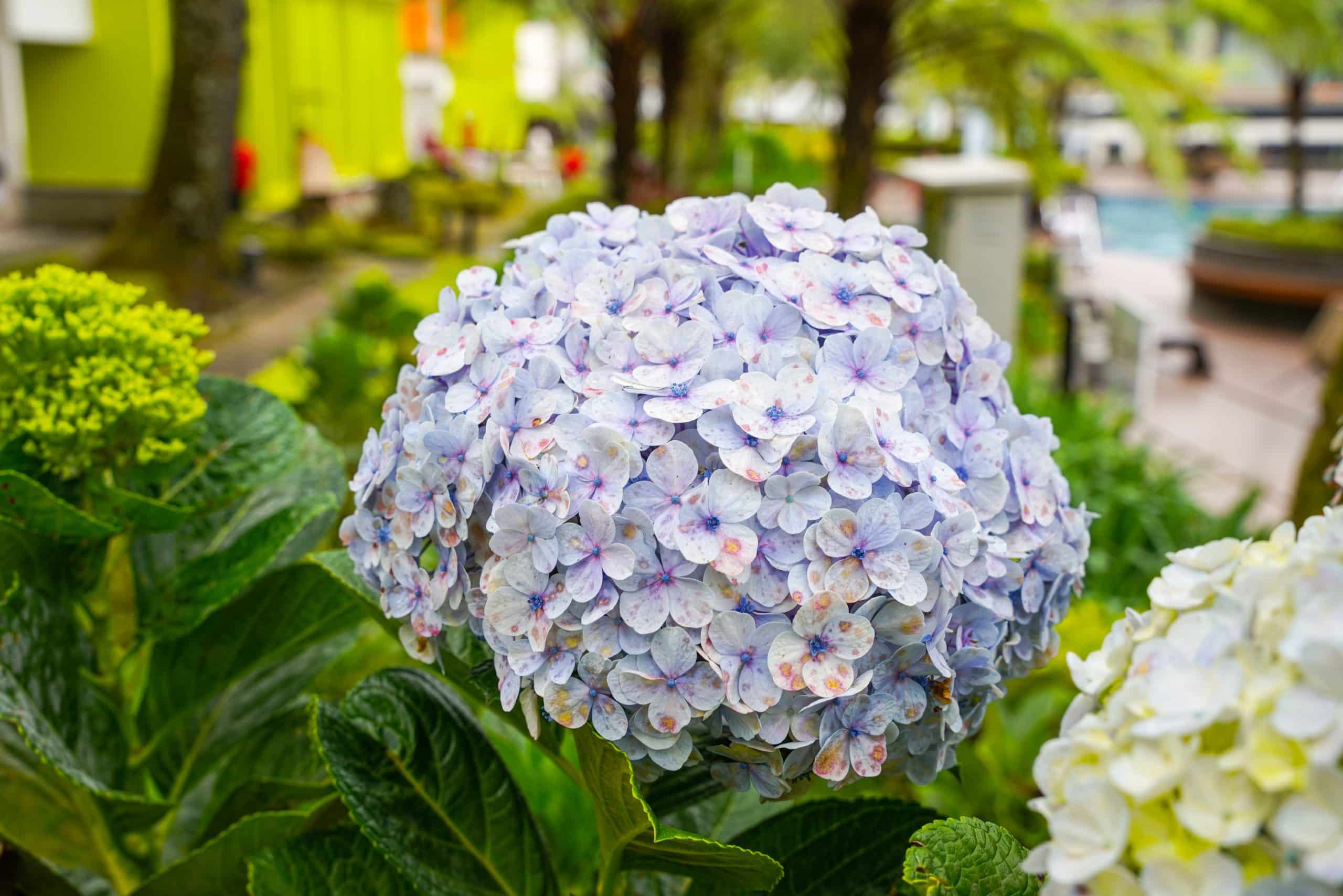 Voici comment obtenir des hortensias gratuits pour toute la famille grâce à cette méthode astucieuse