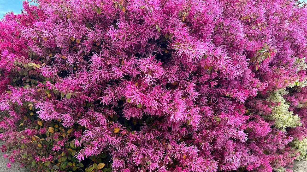 cette plante ultra résistante est parfaite pour se cacher du vis à vis et elle embellit le jardin comme jamais