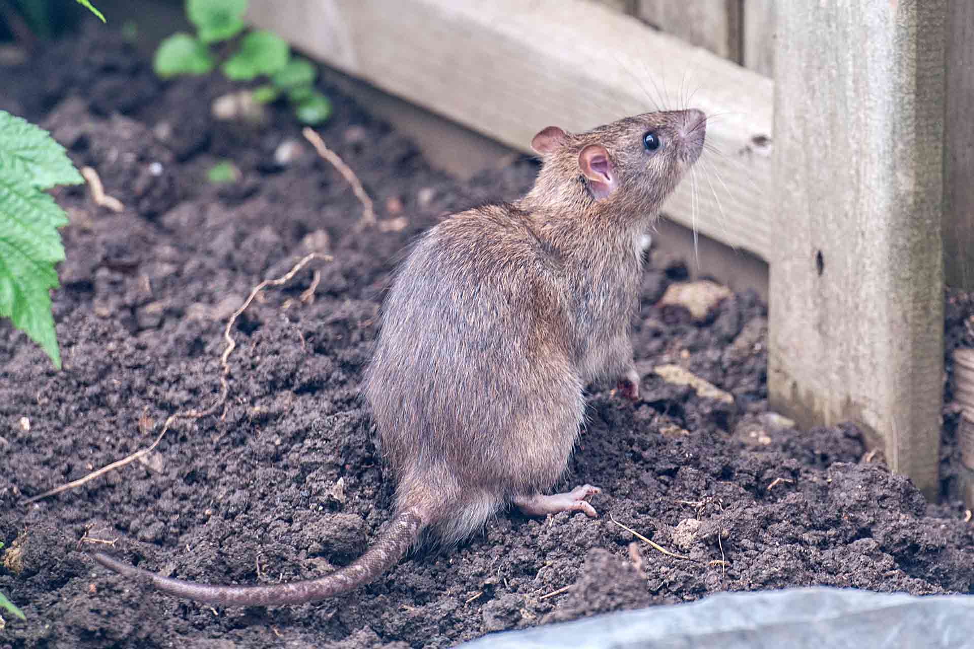 fini les rats dans le jardin ce produit très utilisé en cuisine surprend même les jardiniers professionnels
