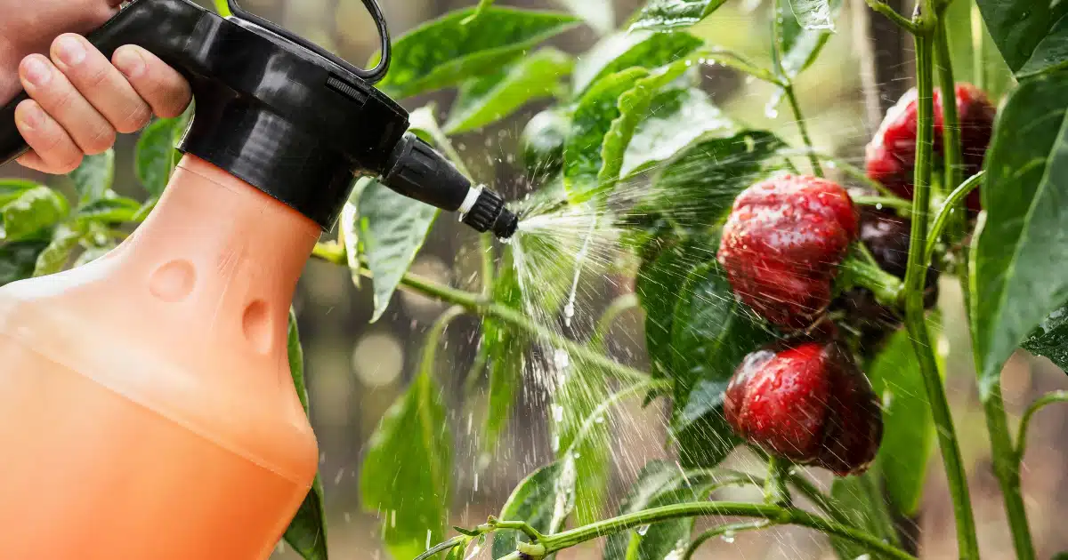 fruits et légumes contaminés ce pays européen utilise deux fois plus de pesticides que la france (et non, l’espagne n’est pas la pire élève)
