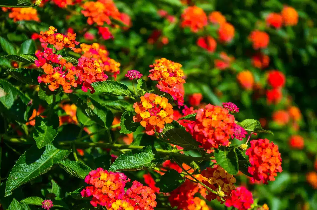 jardin cette fleur est l'une des rares à fleurir toute l'année, pourtant, elle est peu connue