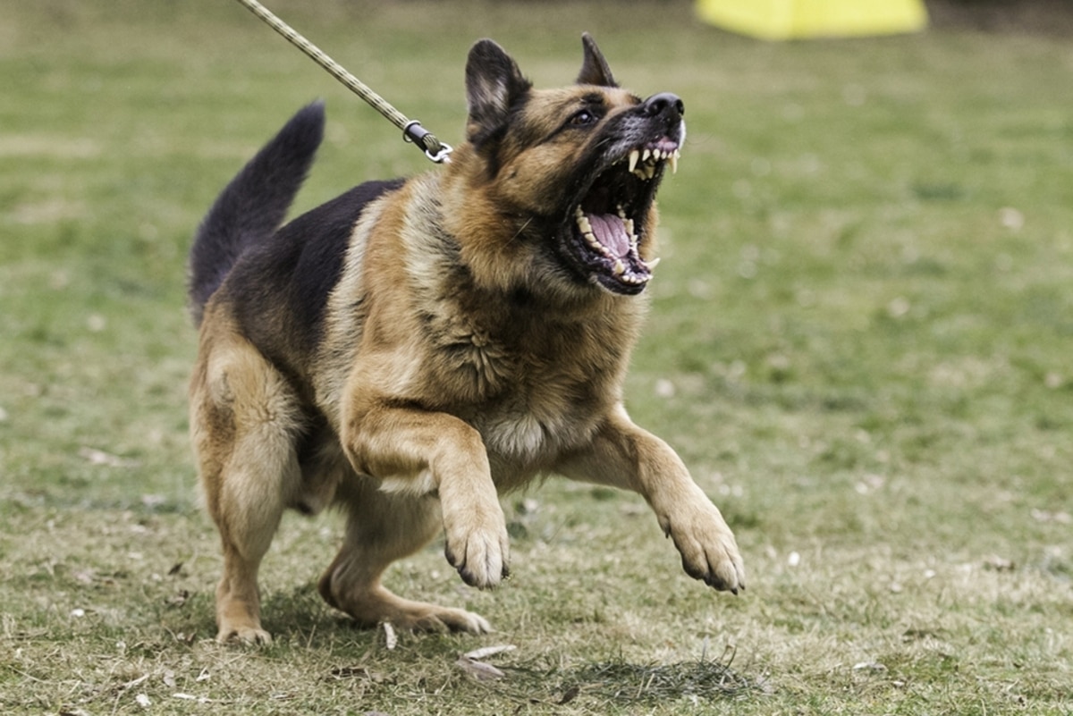 jardin j’ai peur du chien de mon voisin, est ce que je peux faire un signalement à la mairie