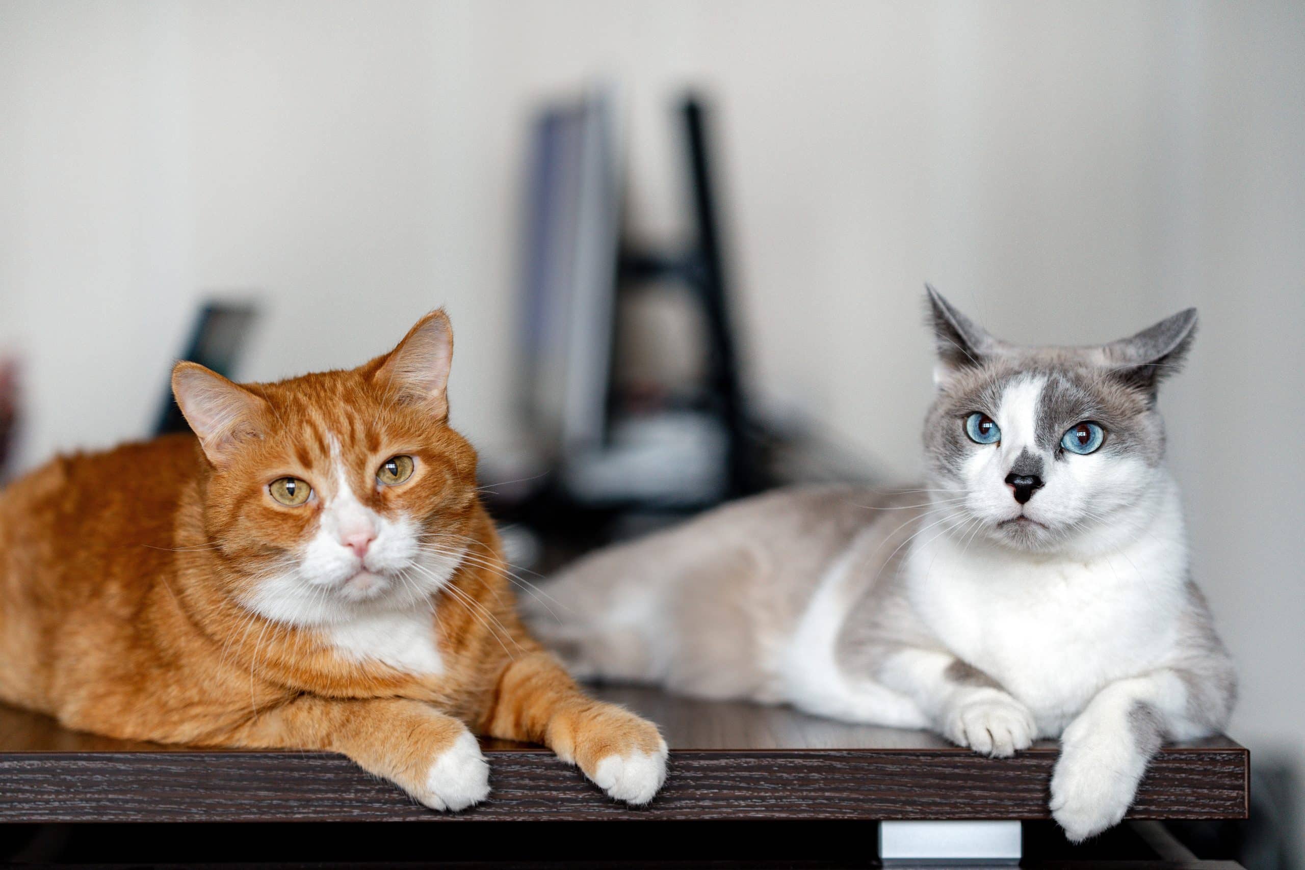 je suis vétérinaire et voici les 5 races de chat que je n’adopterai jamais, même s’ils sont mignons