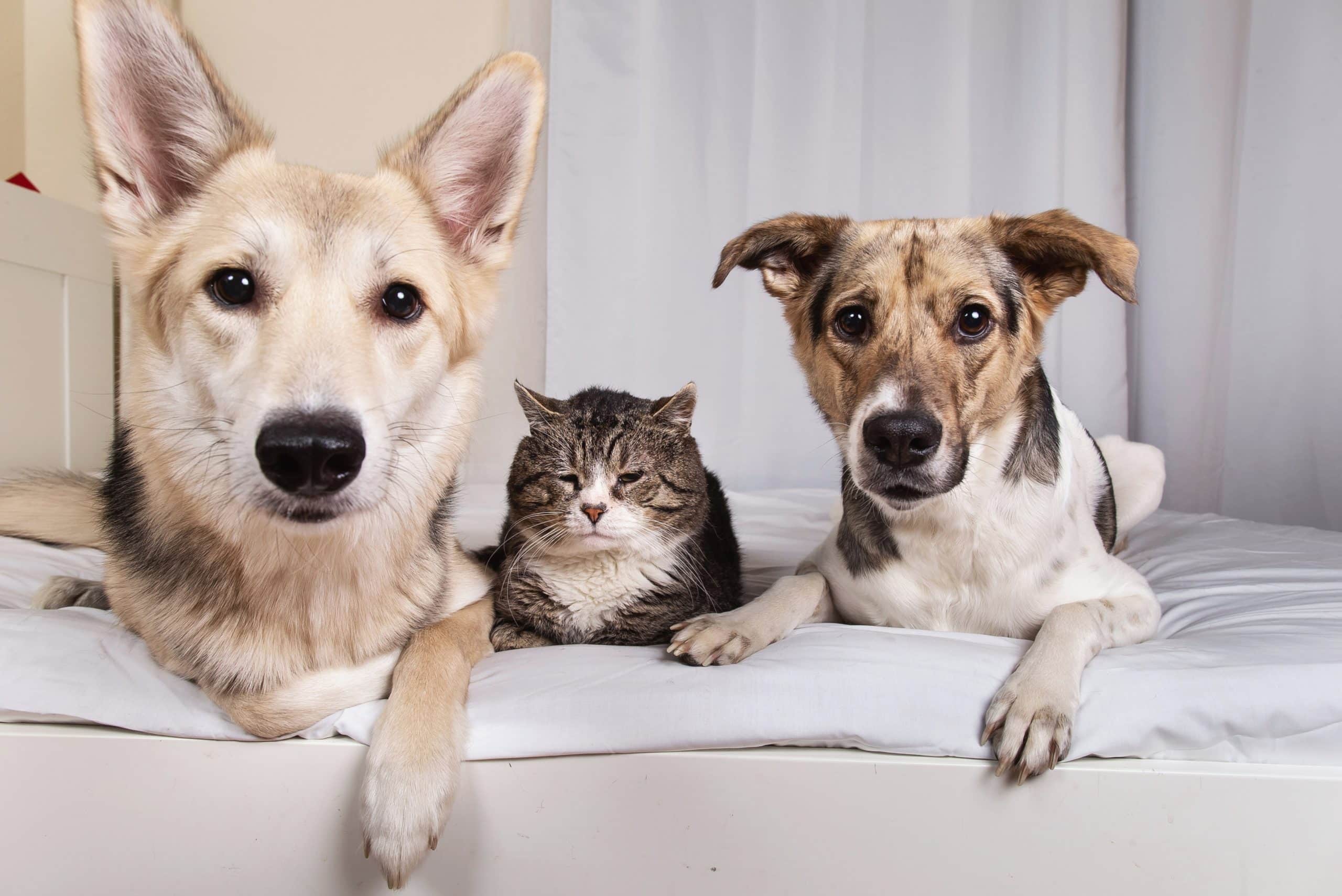 L'Etat va désormais taxer vos animaux de compagnie en fonction de leurs poids à partir de cette date