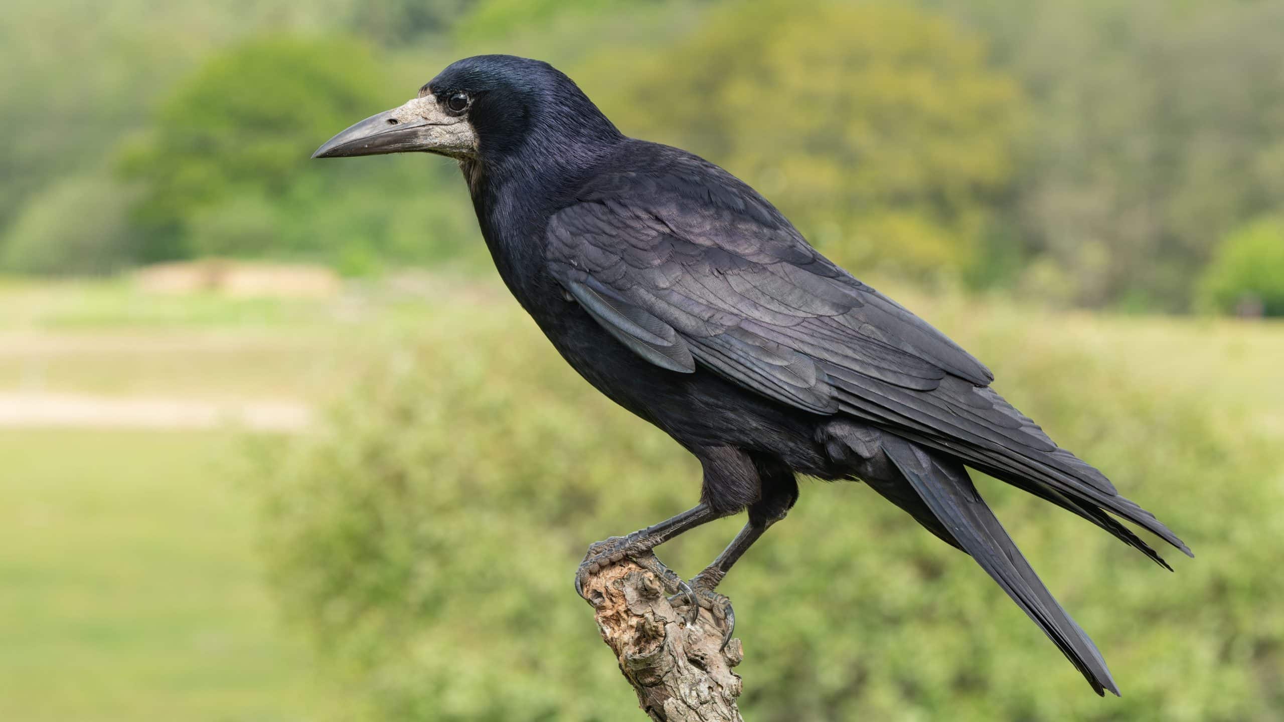 Quelle est la signification d’un corbeau dans mon jardin ?