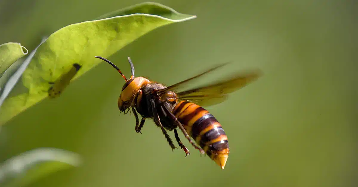 quels sont les prédateurs naturels qui se nourrissent de frelons asiatiques