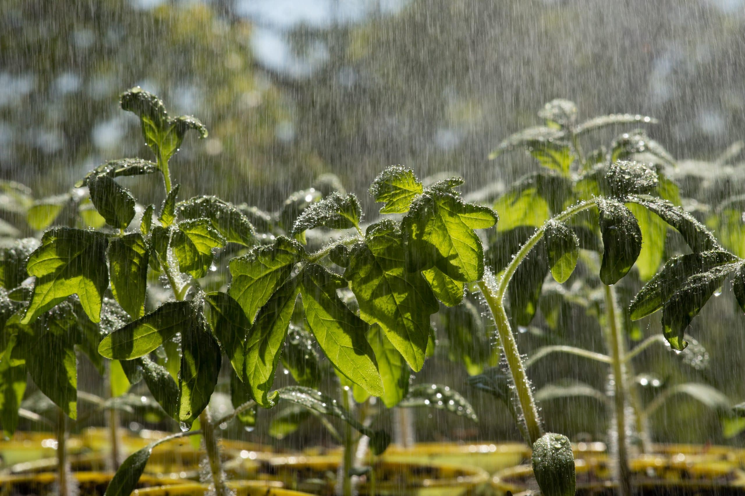 Tempête Olivier : voici ce que les experts recommandent pour sauver vos plantes