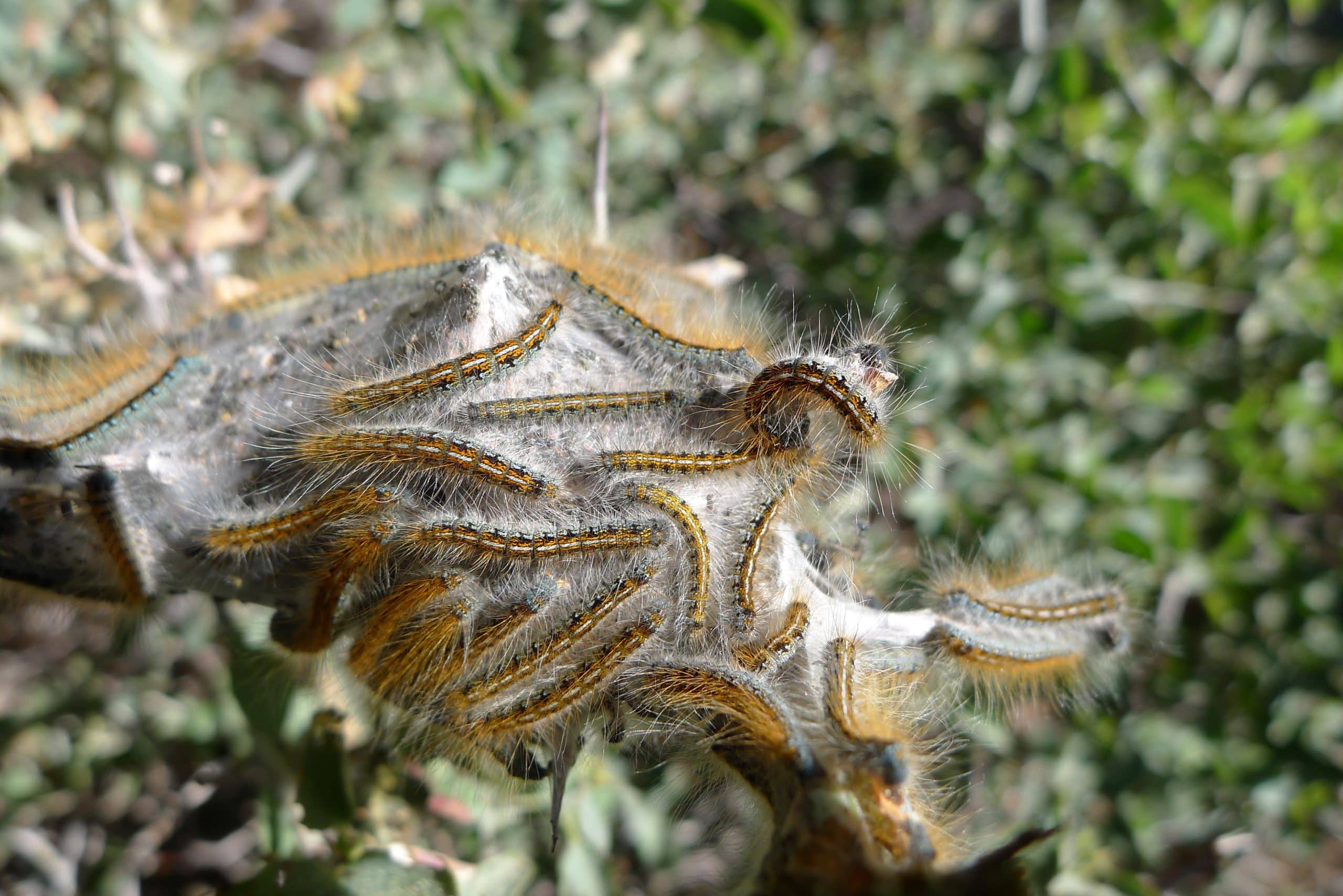 close up shot of a bunch of western tent caterpillar's during the day