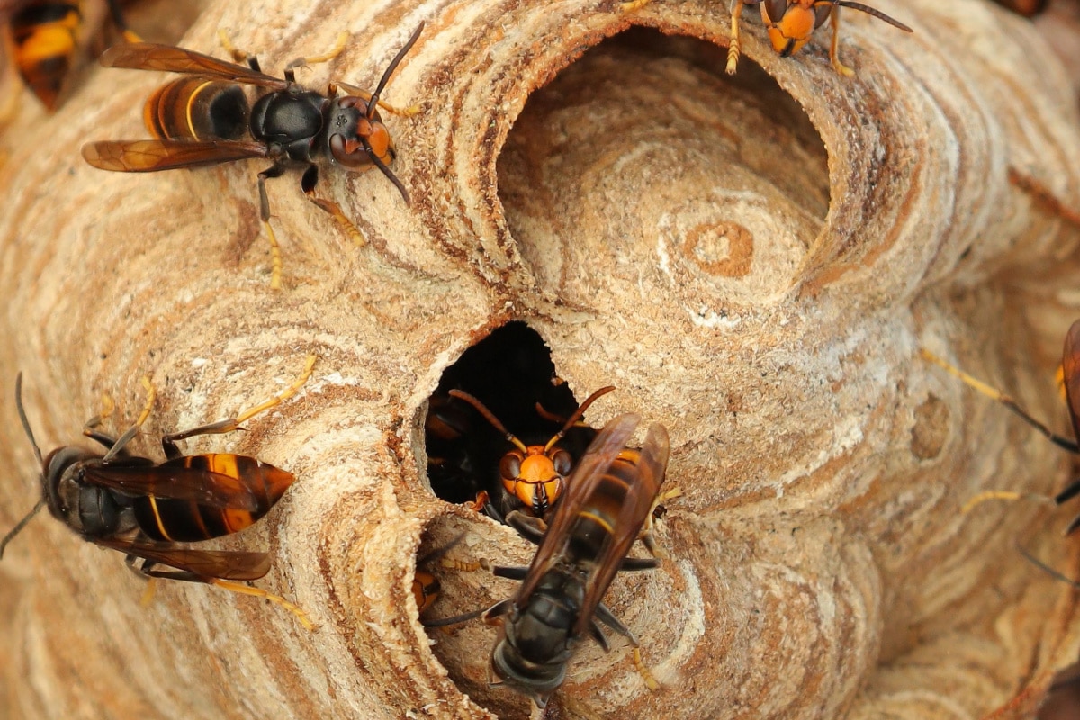 frelons asiatiques personne ne le sait, mais cette plante est la seule du jardin à pouvoir éliminer ces nuisibles
