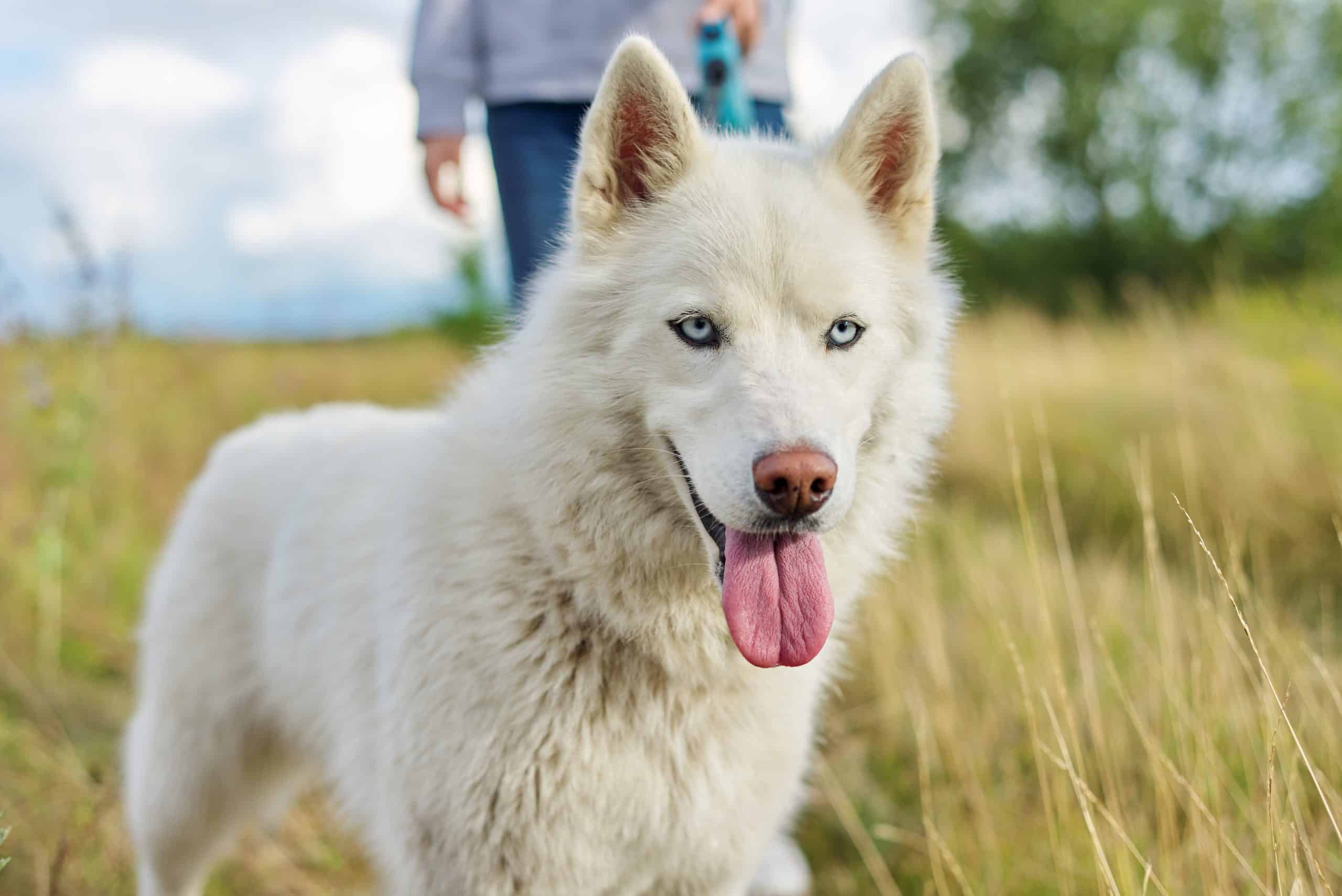 Quelles sont les 12 races de chiens les plus intelligentes, avec le plus gros QI ?