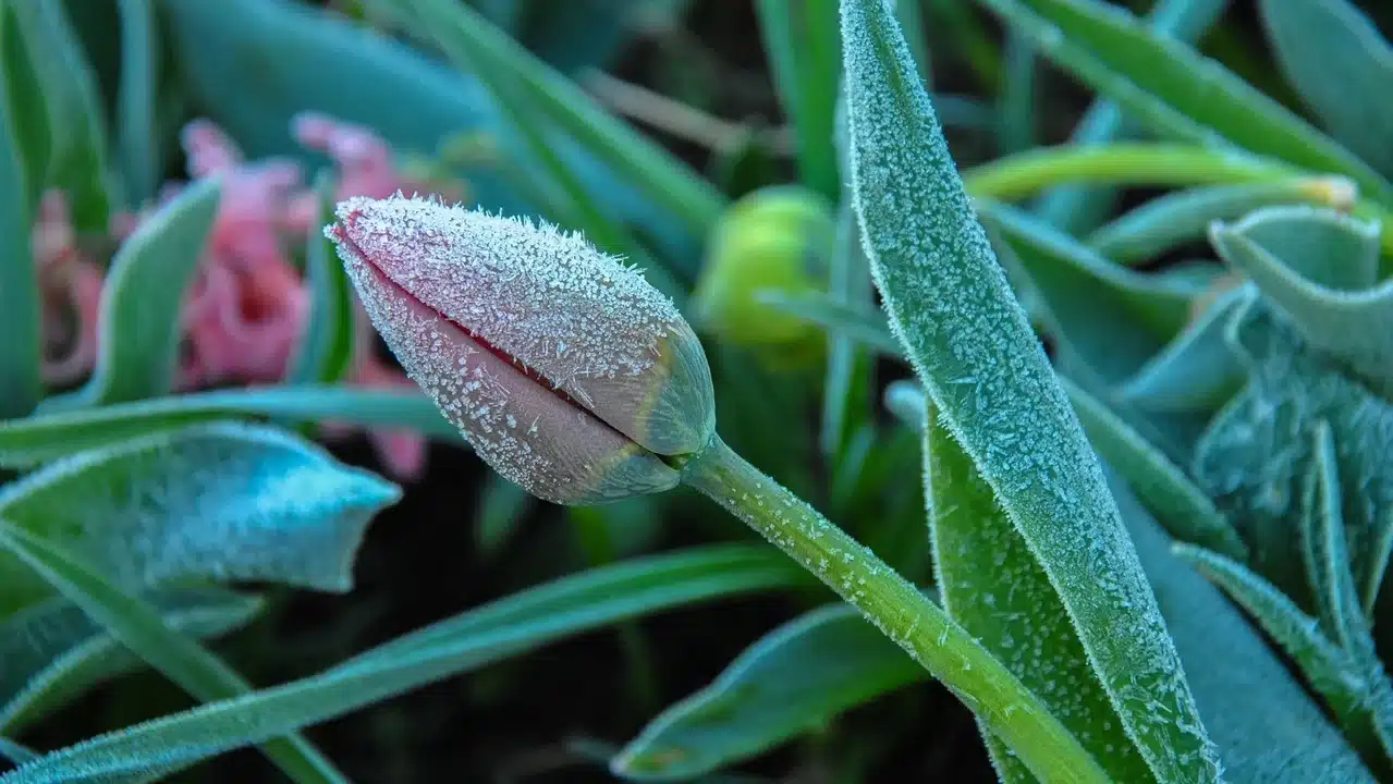 saints de glace 2025 voici tout ce qu'il ne faut surtout pas planter avant le 11 mai