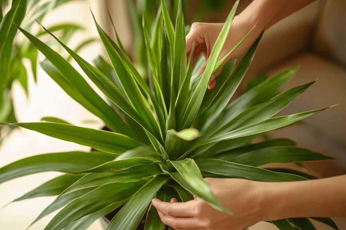Comment tailler un yucca ?