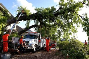 Abattre un arbre dangereux : peut-on bénéficier d’un crédit d’impôt ?