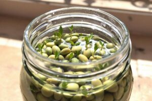 Comment faire pousser un avocat à partir d'un noyau ?