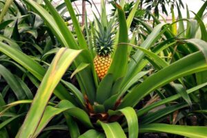 Comment poussent les ananas ?