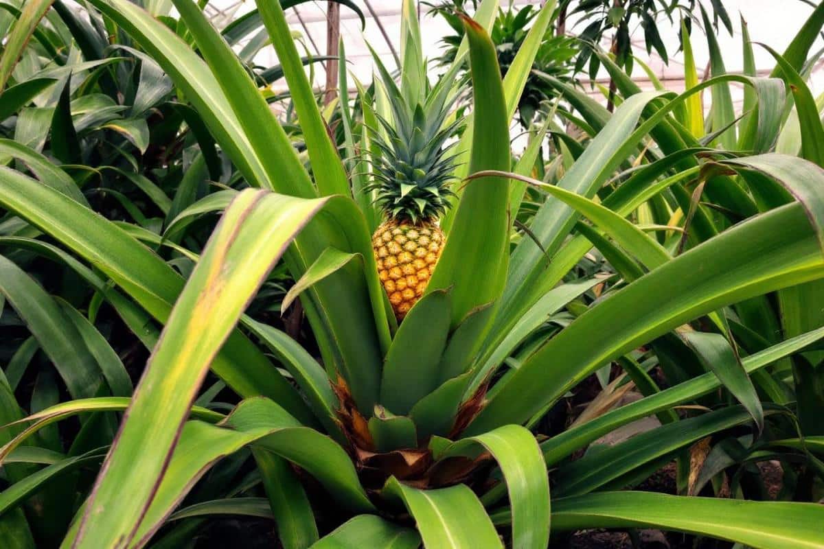 Comment poussent les ananas ?