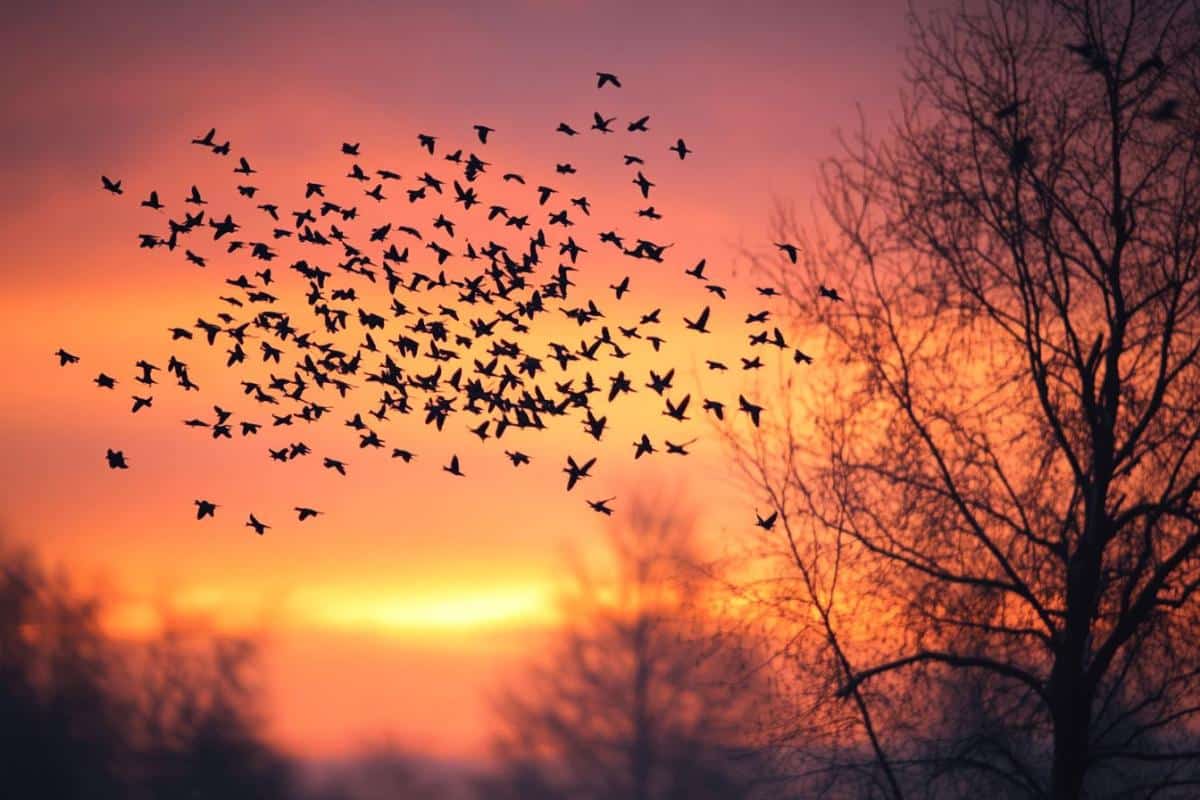 Quand partent les étourneaux ?