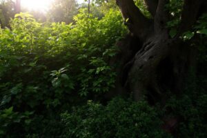 Comment savoir si un arbre est mort ?