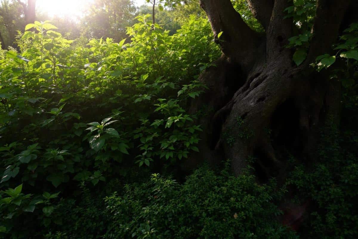Comment savoir si un arbre est mort ?
