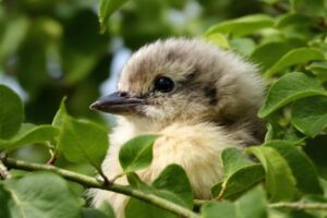 Combien de temps un oisillon peut rester sans manger ?