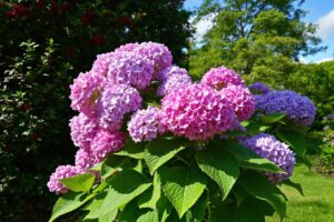 Que mettre au pied des hortensias ?